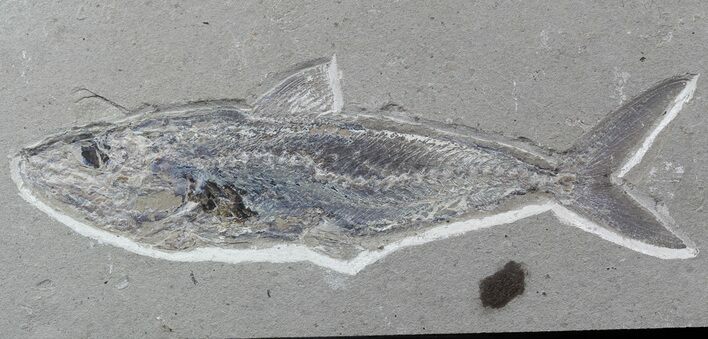 Cretaceous Fossil Fish (Halec Microlepis) - Lebanon #48516